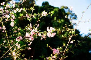 BESSA R2A+VM 35mm F1.4 MC底片隨手拍