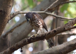 鳳頭蒼鷹吐食繭