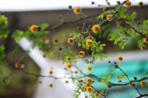 看花拍花花相伴