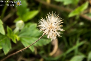花語草2 2013-04-21拍