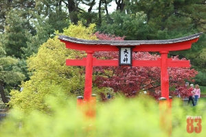 BBG日本櫻花祭之---櫻花炒肉花大雜燴！---Ryan83