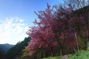 武陵 粉紅佳人賞櫻趣 (內含 雪山登山口 、 桃山瀑布)