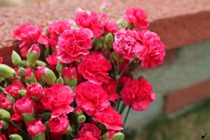 [24L II] 相機日記73： 台灣十六天之旅 ～ Day06 脆皮肉圓、柳