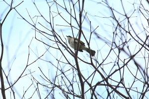 EFS 55-250打白頭翁-bevis