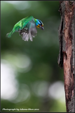 五色鳥初體驗＠毒魔兔