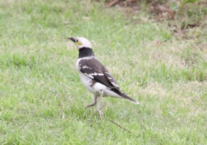 黑領椋鳥暴走篇