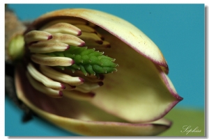 [Focus stacking] part17