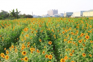 2010大寮花海 by jaguar