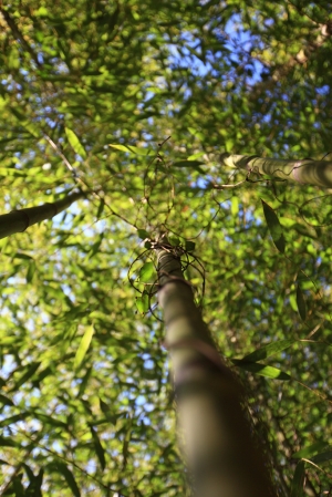 武陵農場 非主角櫻花秀
