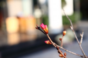 櫻花