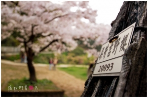 [嘉義]阿里山春日吉野櫻-櫻花舞春風(4)