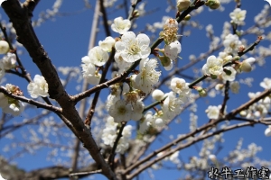 風櫃斗梅花賞