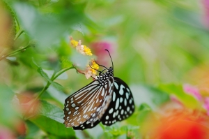 Insect
