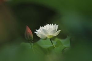 清香白蓮
