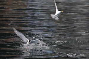 鳳頭燕鷗