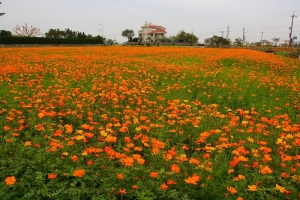2009 秀水花海節