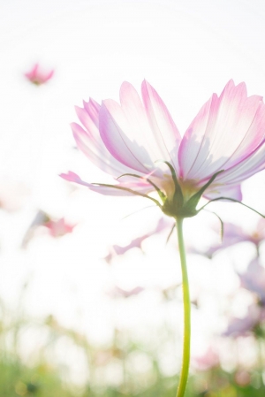 2013高雄橋頭花田喜事