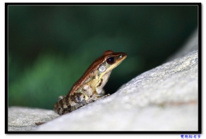 100L...VS...蛙蛙蛙(趴兔)