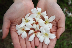 新竹 苗栗 桐花