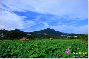 為"荷"再戰