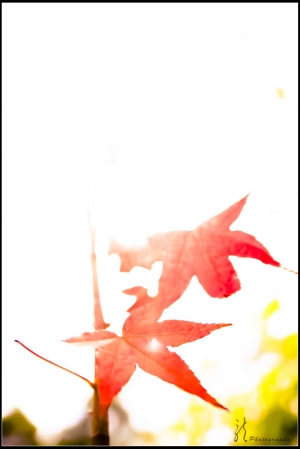 新社楓紅