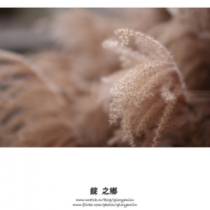 35L朦朧美：茫茫芒草，茫茫散景
