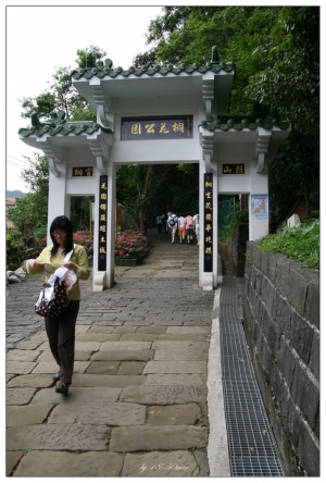 含苞待放※油桐花