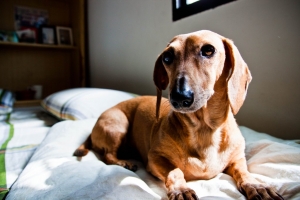 垂涎欲滴【狗狗篇】