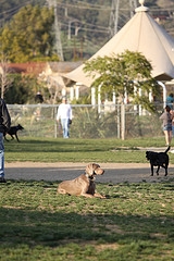 PASADENA　狗公園