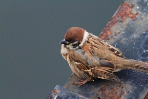 CF的捧由們 耶誕快樂
