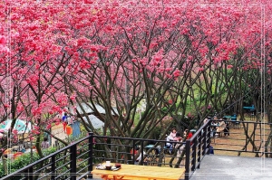 Taipei 櫻花林