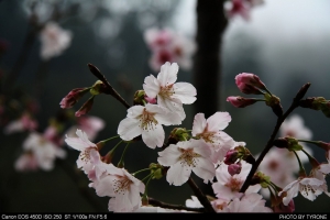 新手第一次發帖