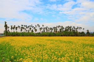 花田嬉事II快門聲讓女王昏倒