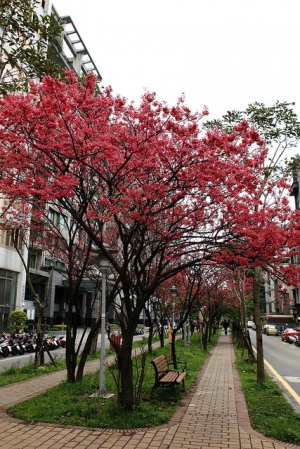林口公園路上的櫻花步道