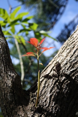 花花草草在苗栗