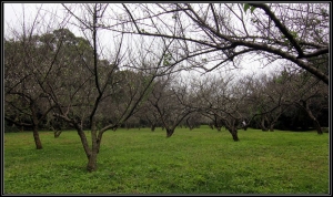 2012-01/12清大梅園情意濃