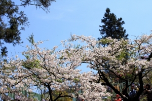 2012 阿里山櫻花雪 (櫻花盛開篇)