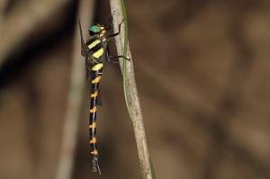 無霸勾蜓 Anotogaster sieboldii (Selys, 1854) subsp.