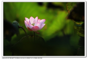 荷花~~