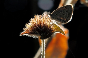 發現不明物體！？