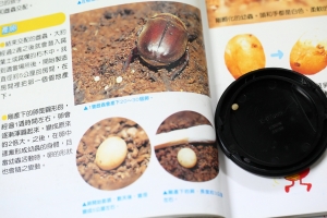 我家的獨角仙生蛋了...