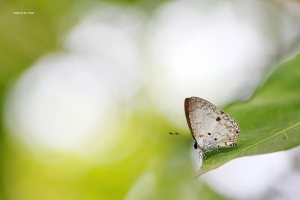 新百微試拍part 2 - 可愛的小灰蝶