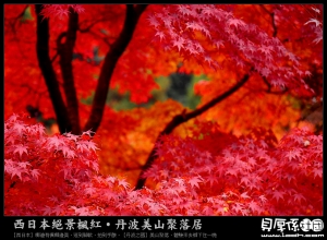 火紅楓葉‧像烈酒‧像深淵【西日本紅葉】詩‧精選