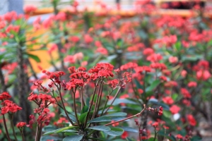 鳳山大東公園小花