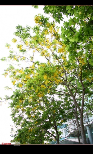 初夏黃金雨@竹科!