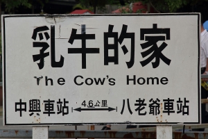 颱風前到柳營-乳牛的家