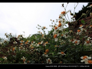 通霄神社、虎頭山公園(苗栗)