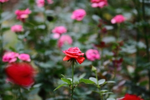 小小白IS-植物圖多