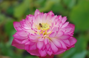 等著就是荷（2012）