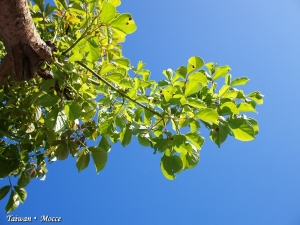 綠葉藍天Vs.枯木暗地